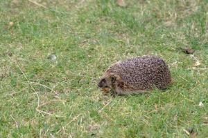 Felbridge, Surrey, UK, 2014. European Hedgehog walking across the grass photo