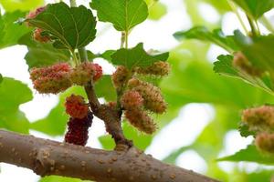 Fresh mulberries in farm. photo