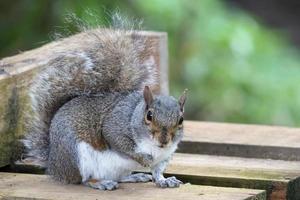 Grey Squirrel eating seed from a wooden bench photo