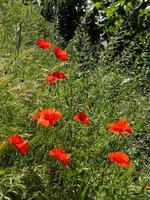 amapolas floreciendo en ronda españa foto