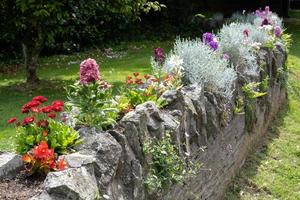 Varias flores que crecen en una pared en Thurlestone Devon foto