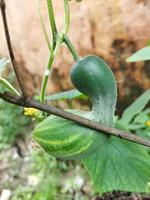 Cucumbers are still young photo