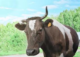 un toro con una etiqueta en la oreja mirando al espectador. foto