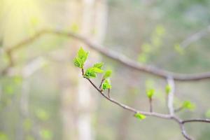 first green leaves on a birch tree. fresh small leaves in spring. photo