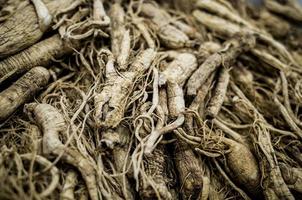 korean wild ginseng photo