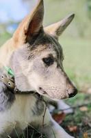 cute dog portrait close up. photo