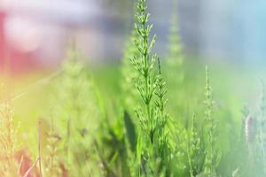 green grass background for wallpaper or website photo