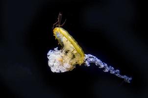 jelly fish underwater photo