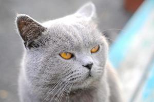 british shorthair cat with yellow eyes. photo