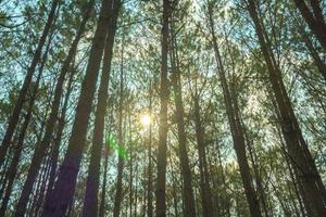 Bottom view of tall old trees in evergreen primeval forest of Da Lat. View of the tops of the pine trees in winter forest from the ground. Bottom View Wide Angle Background. photo