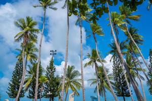 Summer background with coconut trees and sunset warm tone. Beautiful coconut palm tree in sunny day background. Travel tropical summer beach holiday photo