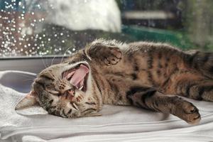 lazy cat yawns lying on a window photo