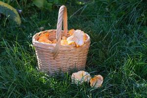 Fresh forest chanterelles in a wicker basket. photo