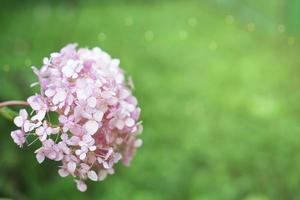 hydrangea flower over green grass background photo