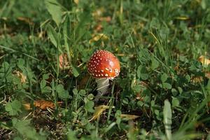 red fly-agaric or amanita mushroom on autumn pine needles photo