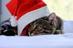 cute Christmas cat wearing Santa's hat. photo