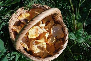 Fresh forest chanterelles in a wicker basket. photo