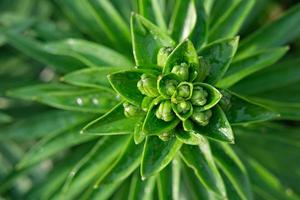 fondo de flor verde. capullos de lirio verde foto