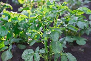 Close-up view of the green sprouts of potato plant photo