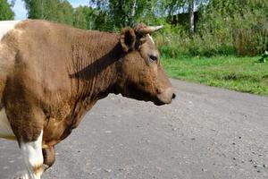 vista lateral de una vaca caminando por un pueblo. foto