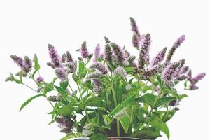 catmint or catnip flowers bouquet on a white background. photo