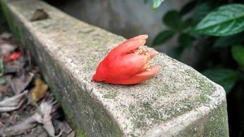 Punica granatum pomegranate flowers are orange with yellow pistils photo