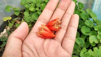 Punica granatum pomegranate flowers are orange with yellow pistils photo