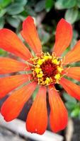 Zinnia Angustifolia Orange Beautiful flowers that grow in the yard as an ornamental plant photo