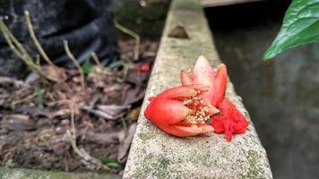 Punica granatum pomegranate flowers are orange with yellow pistils photo