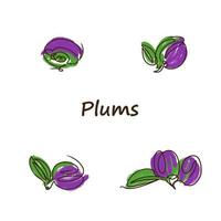 Plums set, line drawing, juicy, ripe and delicious, purple and green color vector