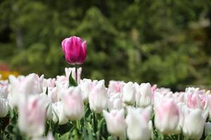 colorido tulipán en el jardín de flores foto