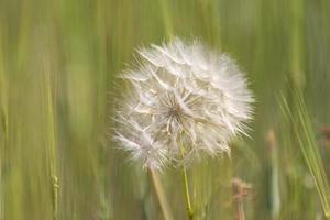 diente de león en un campo foto