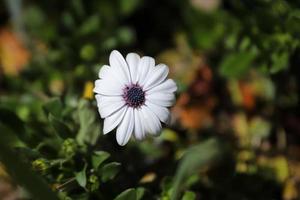 Purple Eyed African Daisy photo