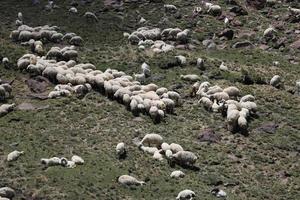 Aerial view of flock of sheep photo