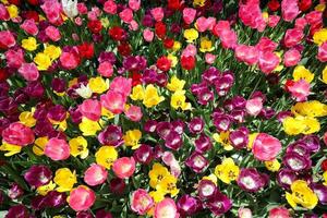Colorful Tulip in Flower Garden photo