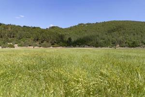 Wheat field in a plateau photo