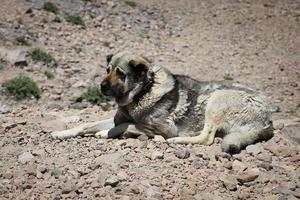 Kangal Shepherd Dog on duty photo