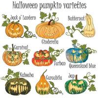 Pumpkin varieties with decoration for Halloween. Hand drawn pumpkins with titles for All Saints Day celebration. vector