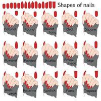 formas de uñas. ilustración en color para manicura profesional con nombres de formas. la diferencia y similitud de formas en el ejemplo de una mano. vector