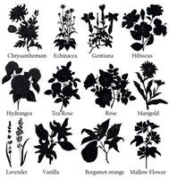 ilustración negra a base de hierbas de una planta en un vector con flor para decorar, crear ramos, cocinar té de hierbas. también para colorear libro o para estudiar propiedades botánicas.