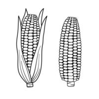 Corn outline simple illustration for menu. Hand drawn line sketch corn cob in leaves and naked isolated on white background vector