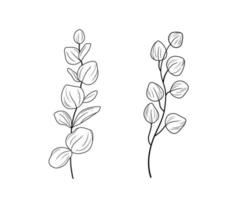 Eucaliptus branches line art drawing set. Vector illustration with eucalyptus leaves isolated on a white background