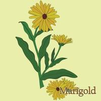 Marigold, calendula. Illustration of a plant in a vector with flowers for use in decorating, creating bouquets, cooking of medicinal and herbal tea.