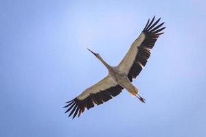 White stork in flight photo