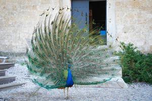 Peacock in Bodrum Castle, Mugla, Turkey photo