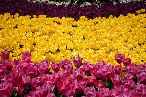 Colorful Tulip in Flower Garden photo