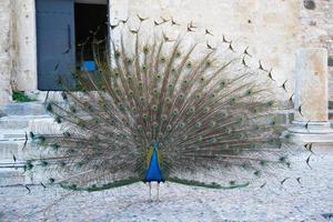 Peacock in Bodrum Castle, Mugla, Turkey photo