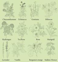 herbario. ilustración de plantas en un vector con flores para decorar, crear ramos, cocinar té medicinal y de hierbas. también para colorear libro o para estudiar propiedades botánicas.