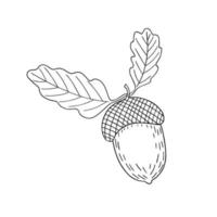 Acorn, oak tree seed and leaves branch, simple hand drawn outline vector illustration, autumn fall design element