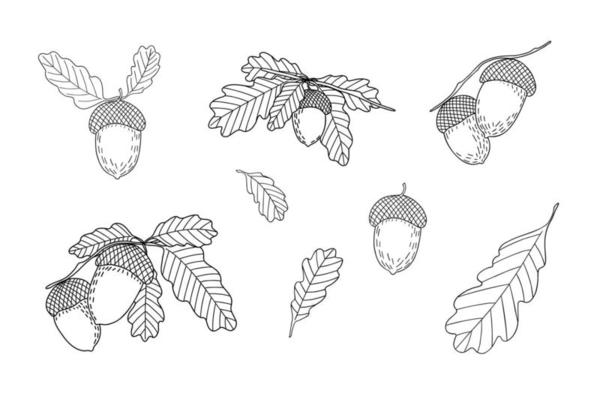 Acorn, oak tree seed and leaves branch set, simple hand drawn outline vector illustration, autumn fall design element, thanksgiving holiday celebration, harvest time concept, decor